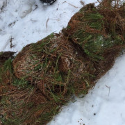 Мох красный "Кукушкин Лен"